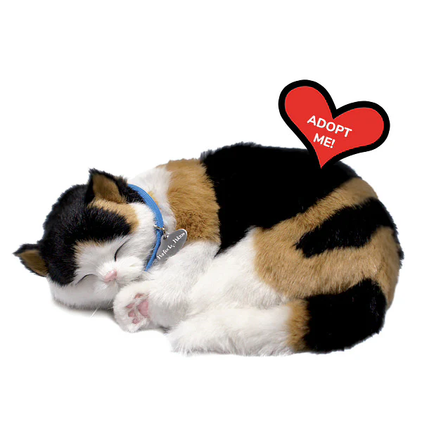 Calico Kitten - Image 7