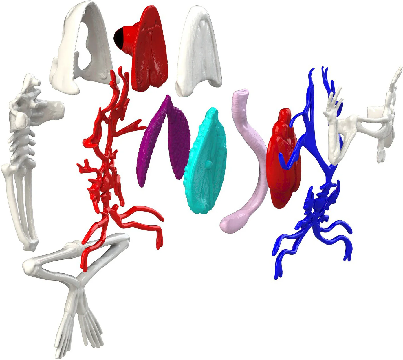 Dissect-It - Frog Super Lab - Image 2