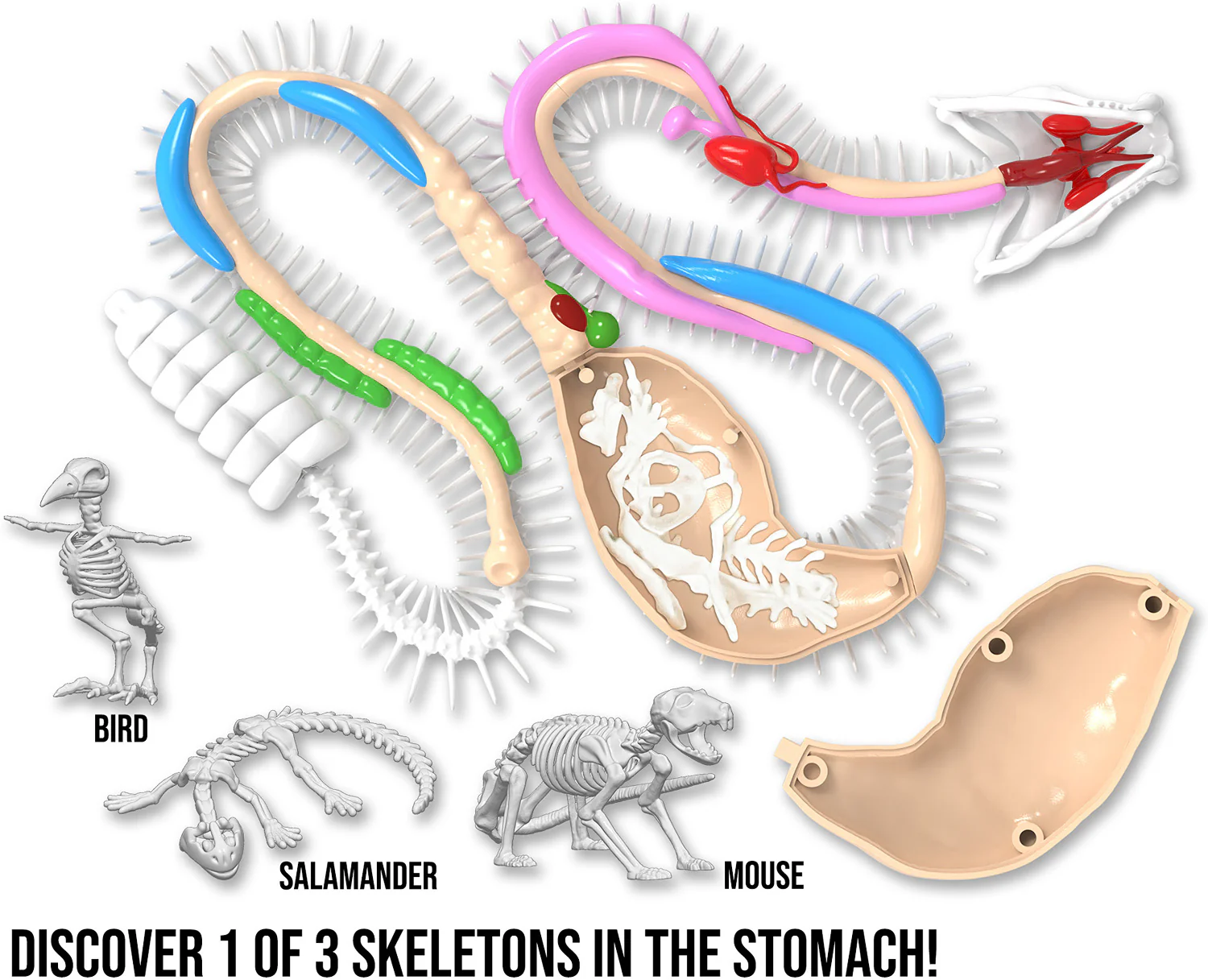 Dissect-It+ Rattlesnake Super Lab Kit - Image 6