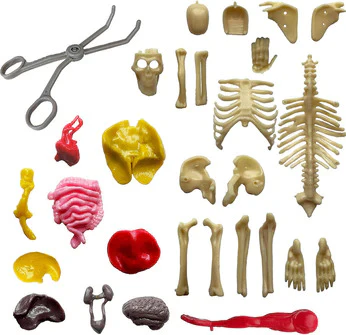 Ooze Labs: Visible Human Body with Squishable Organs - Image 3