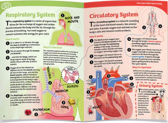 Ooze Labs: Visible Human Body with Squishable Organs - Image 4