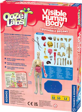 Ooze Labs: Visible Human Body with Squishable Organs - Image 5