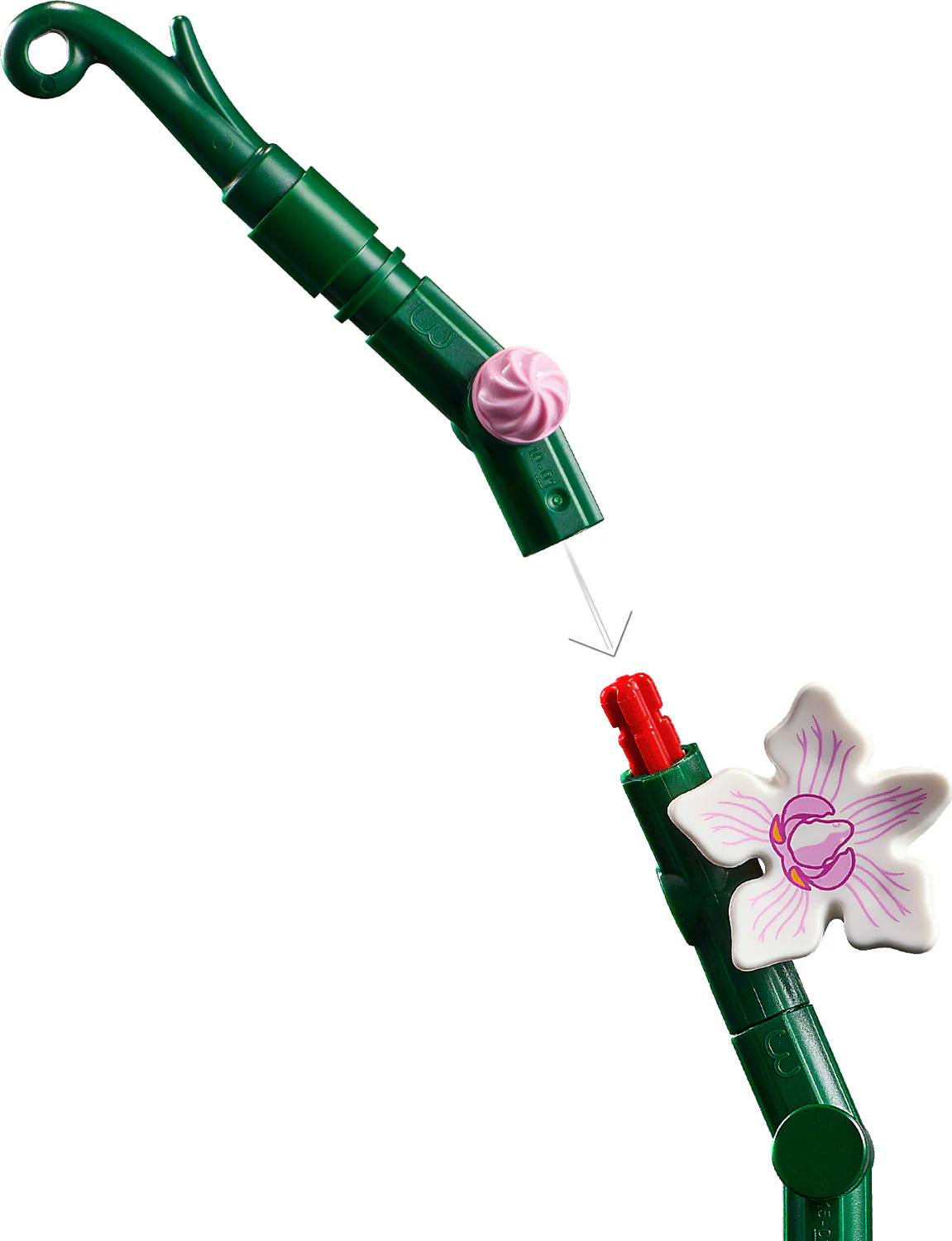 Orchid - Image 5