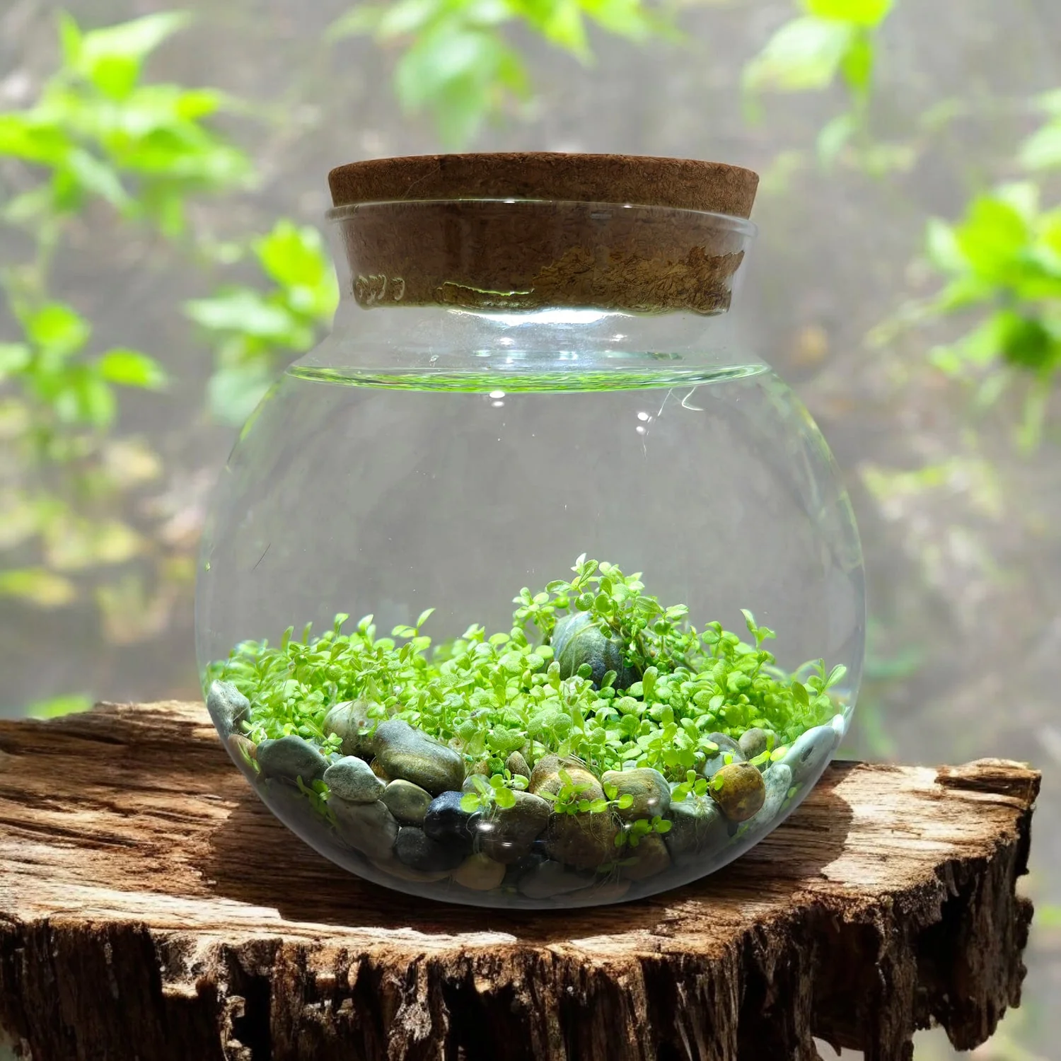 WaterPlants - Create Your Own Aquascape - Image 4